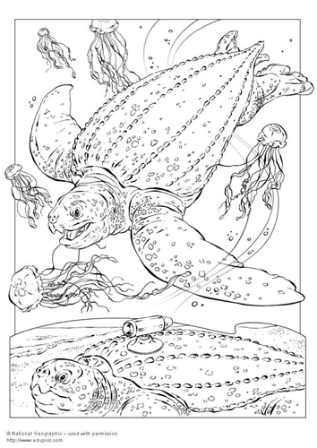 Lederschildpad