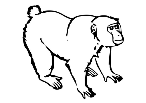 aap