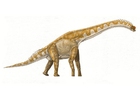 Afbeeldingen Brachiosaurus