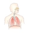 Afbeeldingen ademhalingsstelsel