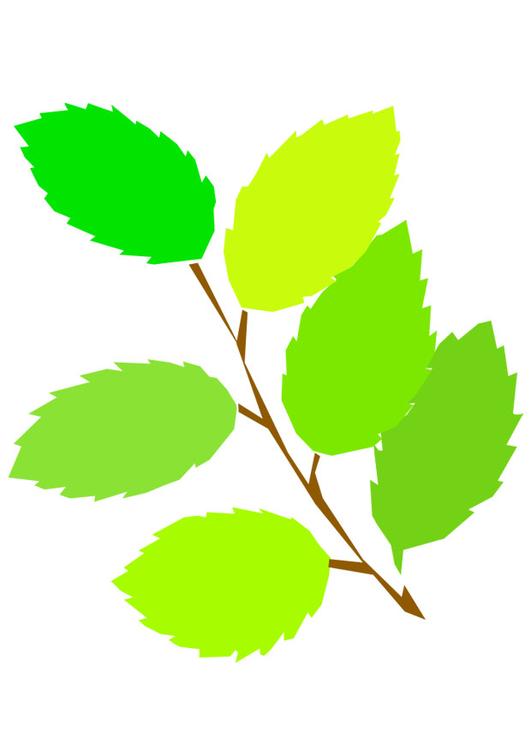 bladeren lente