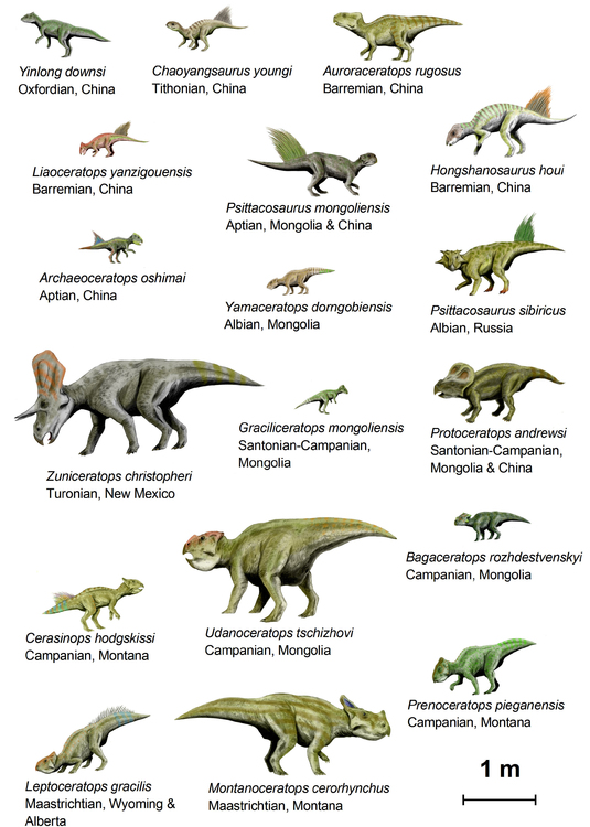 Afbeelding dinosaurussen ( basal ceratopsia )