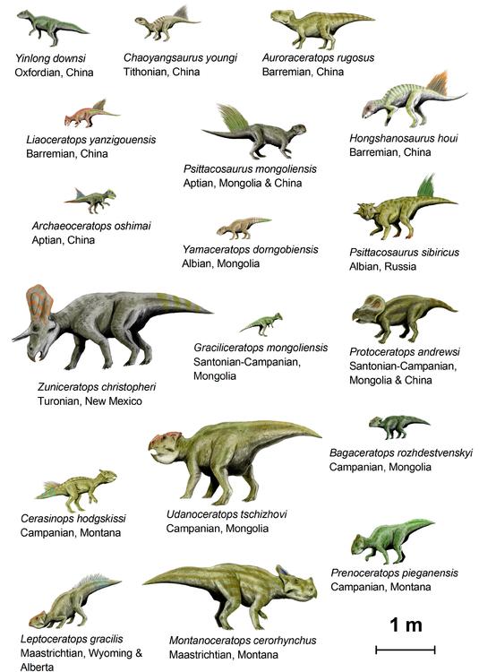 dinosaurussen ( basal ceratopsia )