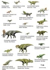 Afbeeldingen dinosaurussen ( basal ceratopsia )
