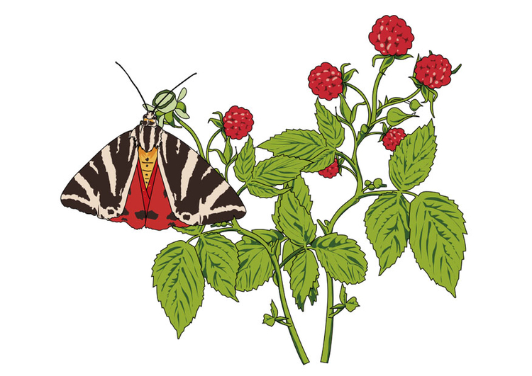 Afbeelding frambozen met vlinder