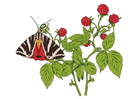 Afbeeldingen frambozen met vlinder