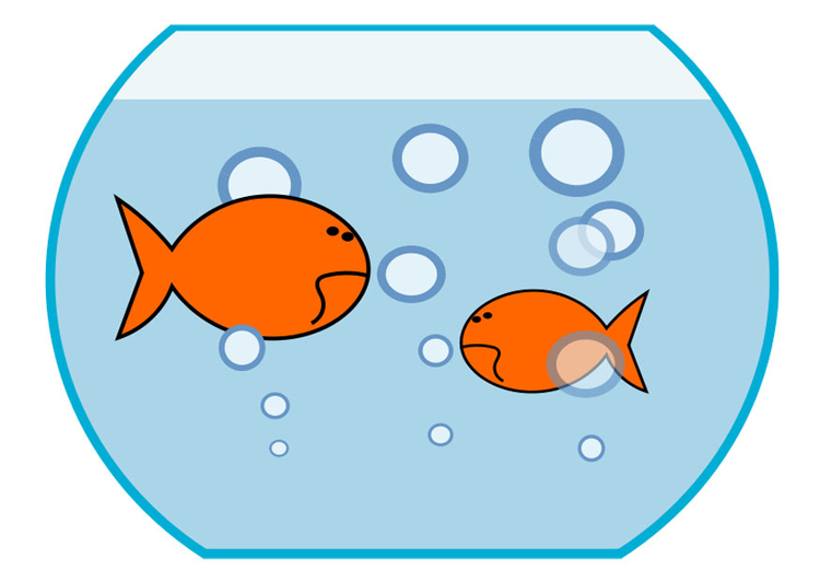 Afbeelding goudvissen