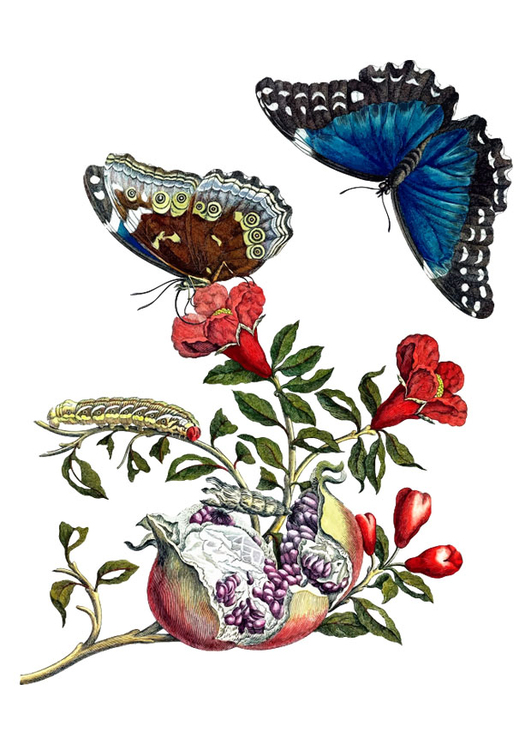 Afbeelding granaatappel met vlinders