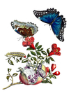 Afbeeldingen granaatappel met vlinders
