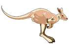 Afbeeldingen kangoeroe