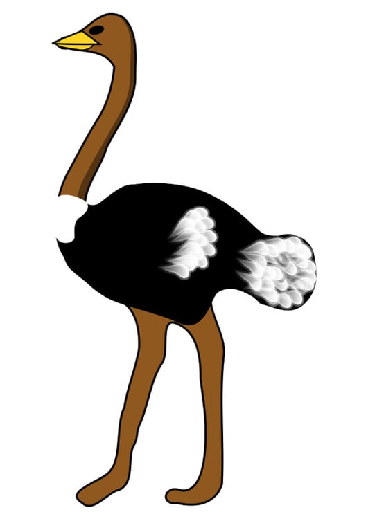 Afbeelding struisvogel