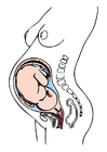 Afbeeldingen zwangerschap