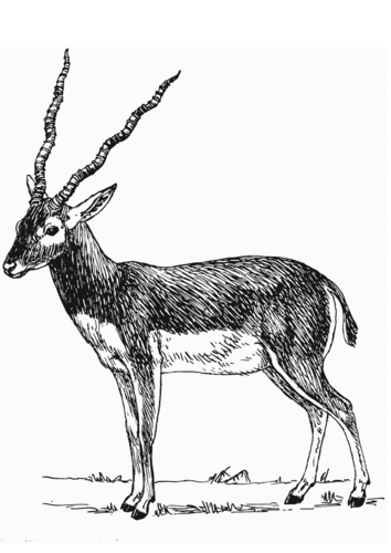 antiloop