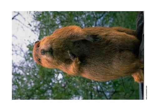 bever 2