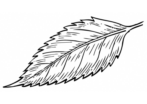 Kleurplaat blad