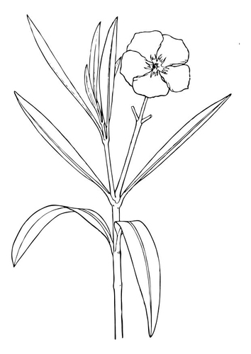 bloem - oleander