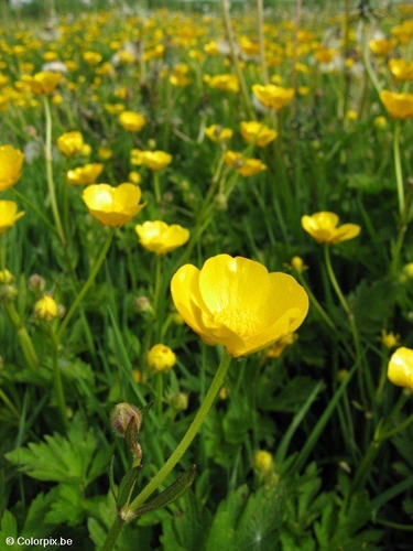 boterbloem 5