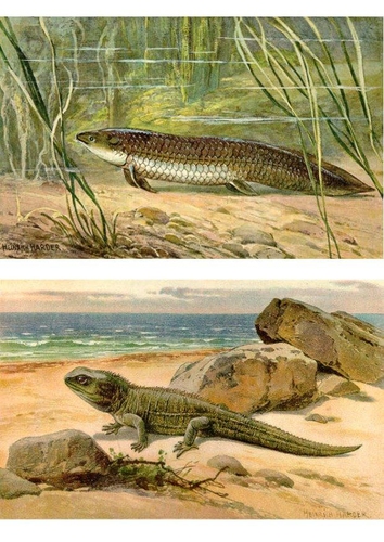 eerste dieren komen aan land