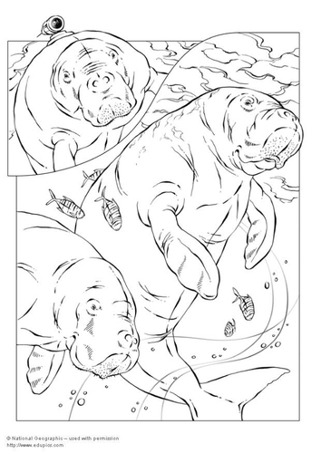 Kleurplaat dugongs