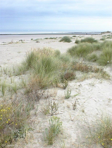 duinen 2