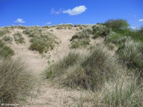 Foto duinen