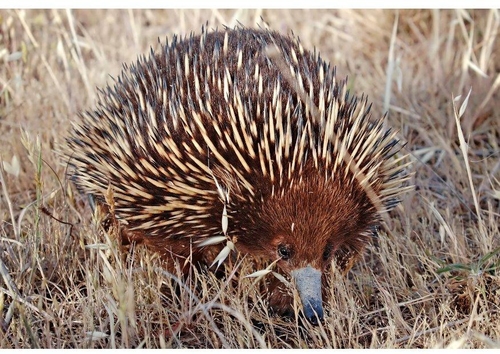egel