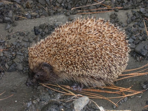 egel