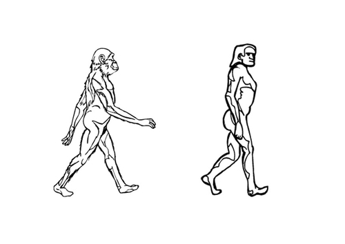 evolutie
