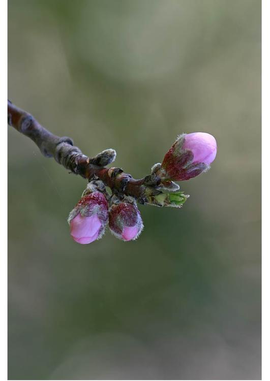 2. bloemknoppen - vroege lente