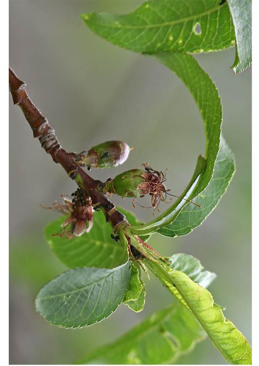 4. beginnend fruit - midden lente