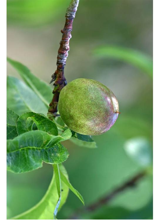 5. fruit rijpt - late lente