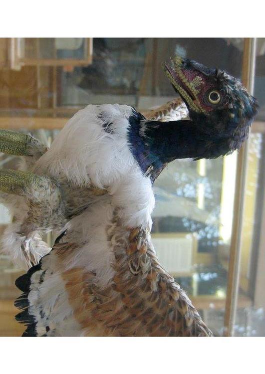 Eerste gekende vogel - Archaeopteryx (model).