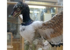 Foto's Eerste gekende vogel - Archaeopteryx (model).