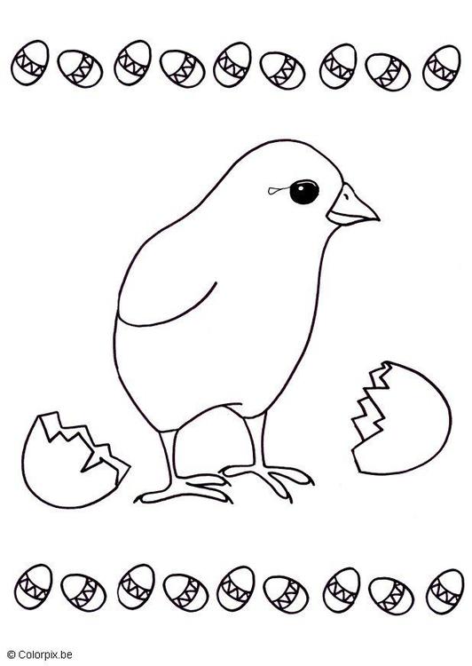 Kuikentje uit ei
