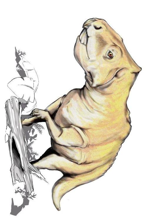 Prenoceratops dinosaurus