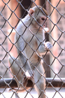 Foto's aap in gevangenschap