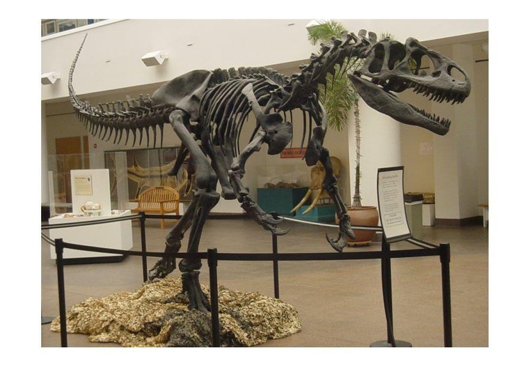 Foto allosaurus skelet