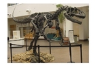 Foto's allosaurus skelet