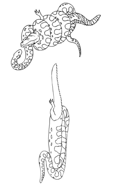 anaconda eet kaaiman