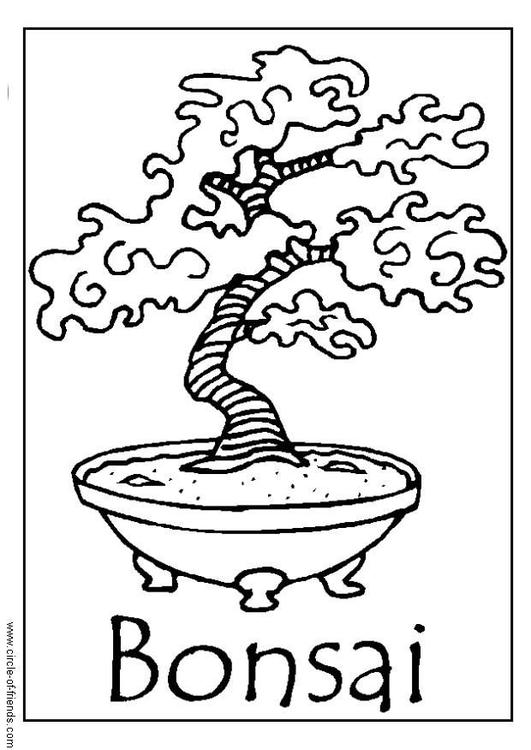 Bonsai boom