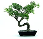 Foto's bonsai