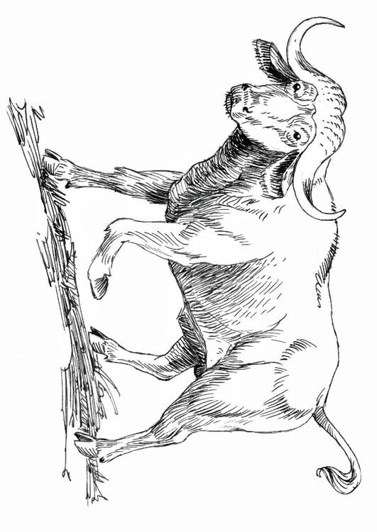 buffel