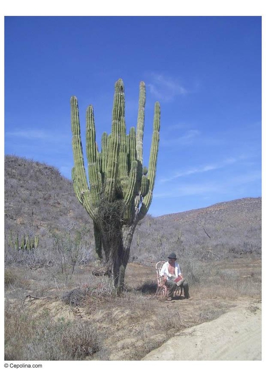 Foto cactus in woestijn