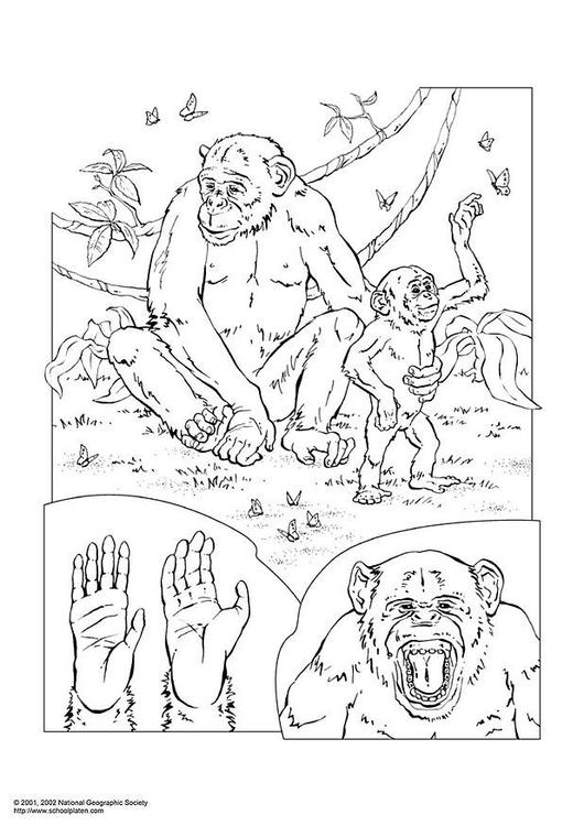 chimpansee