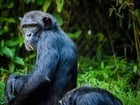 Foto's chimpansee