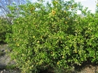 Foto's citroenboom