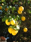 Foto's citroenen
