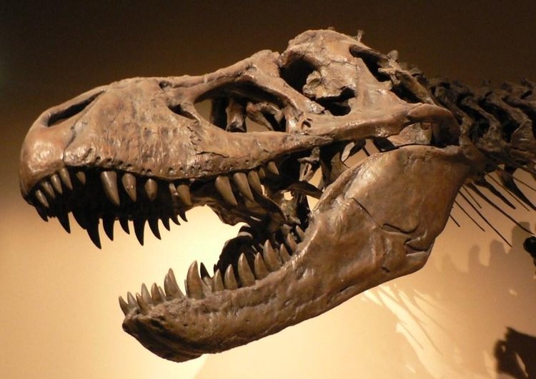 Foto dinosaurus - schedel Tyrannosaurus rex