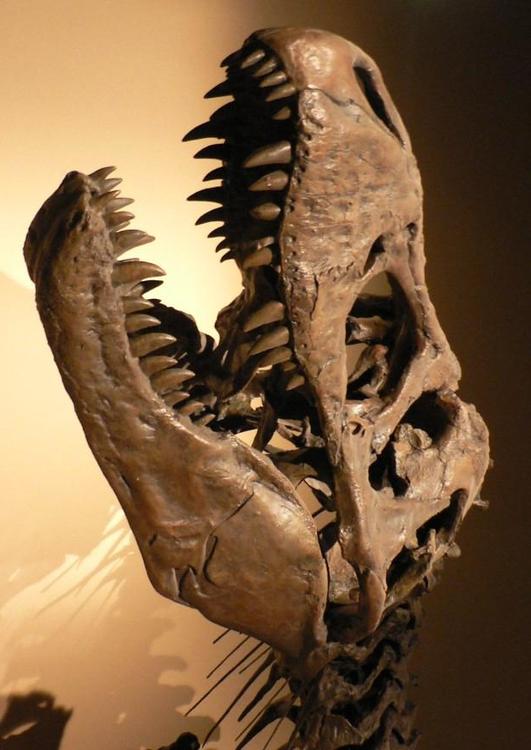 dinosaurus - schedel Tyrannosaurus rex