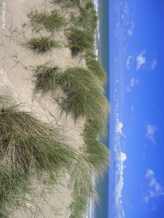 duinen en zee